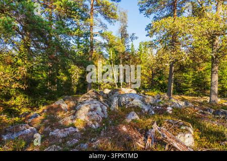 Beautiful view of lichen-covered rocks among pine, birch and spruce trees in autumn forest. Sweden. Stock Photo