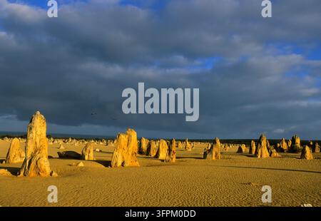 Weathered limestone pillars rise from rippled yellow sand under dark storm clouds in warm low light, Western Australia Stock Photo