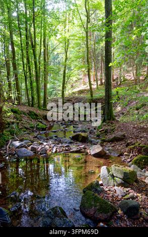Cascade gorge on Feldbach with natural banks in the Rhoen UNESCO Biosphere Reserve. The narrow stream flows between mossy rocks and tall trees through Stock Photo
