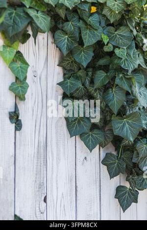 Dark green ivy leaves with pale veins climbing over a weathered white-painted wooden fence. Natural background with rustic planks and copy space Stock Photo