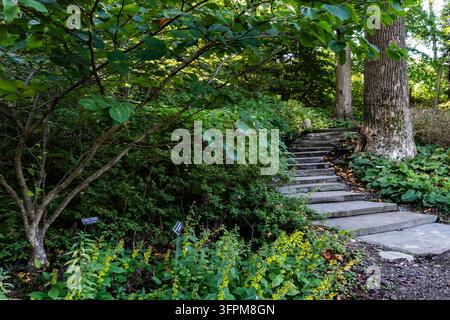 A natural stone pathway with steps winding through a lush, green garden filled with trees, shrubs, and yellow-flowered plants under a shaded canop Stock Photo