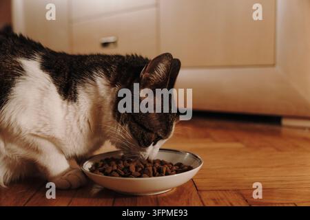 A tabby and white cat eats dry kibble from a bowl on a wooden floor. Daily feeding illustrates pet nutrition and responsible care. Stock Photo