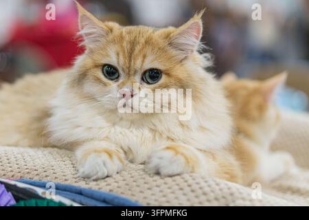 British longhair cat with golden fur and green eyes relaxing on a textured surface, serene expression, cozy home setting, warm lighting, soft colors Stock Photo