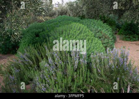 Flowering rosemary and green shrubs in a Mediterranean garden Stock Photo