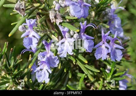 Purple rosemary flowers and green leaves in sunlight Stock Photo