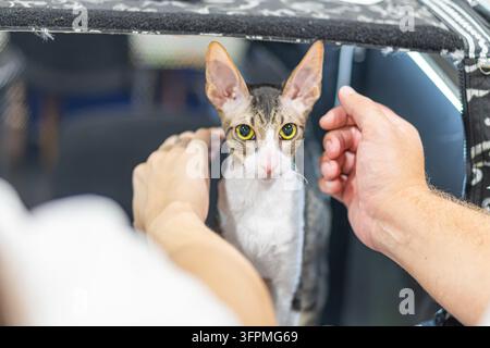 Cat portrait close up, cat with large ears, white chest tabby pattern, yellow green eyes, human hands interaction, indoor veterinary clinic setting, b Stock Photo