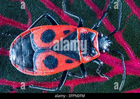 Macro view of a dark red and black bug face on bright blue studio backdrop. Stock Photo