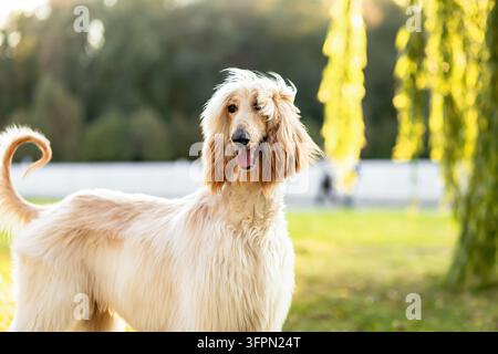 A beautiful purebred Afghan Hound dog standing in a green park near a weeping willow tree. Elegant long haired domestic pet looking at camera on a sun Stock Photo