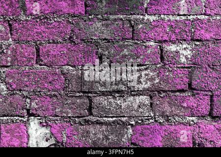 A textured brick wall covered with purple moss, creating a striking natural contrast Stock Photo