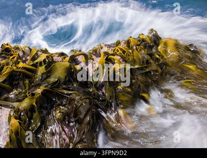 Dense live kelp clings to wet rocks while ocean waves swirl and splash, creating foamy motion and rich texture. Long exposure captures the dynamic col Stock Photo