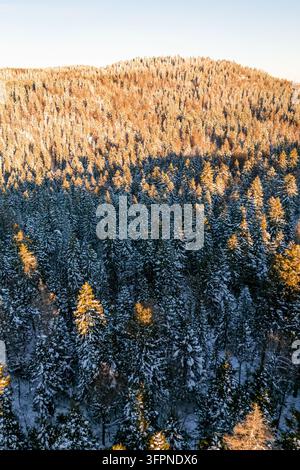 Aerial view of Col de la Faucille featuring a dense coniferous forest covered in fresh snow illuminated by the warm golden light of the setting sun in Stock Photo
