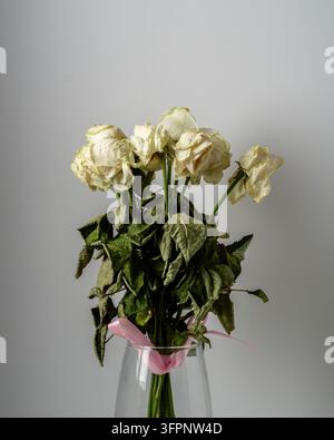 Dried white roses with withered green leaves tied with a pink ribbon in a glass vase against a neutral background, symbolizing nostalgia and transienc Stock Photo