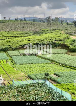 Lush green tea plantation rows under a summer sky in São Miguel, Azores ...