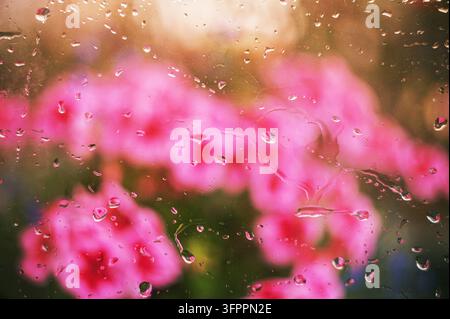 Raindrops on window glass with blurry pink flowers blooming outdoors in sunlight. Stock Photo