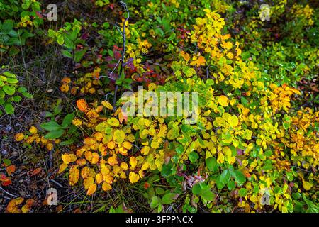 Html Olors September 11, 2026: Autumn colors along Lucerne Lake, Robson Provincial ...