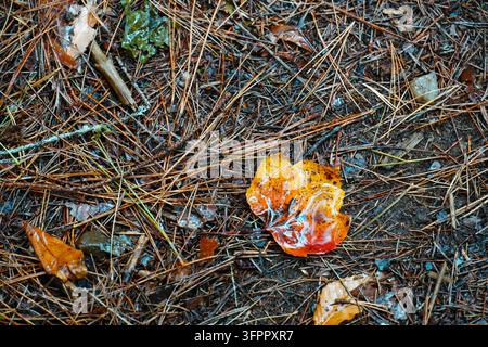 Close-up top view of a single wet orange and red fallen leaf resting on rain-soaked pine needles, twigs and dark organic debris on a forest floor. Stock Photo