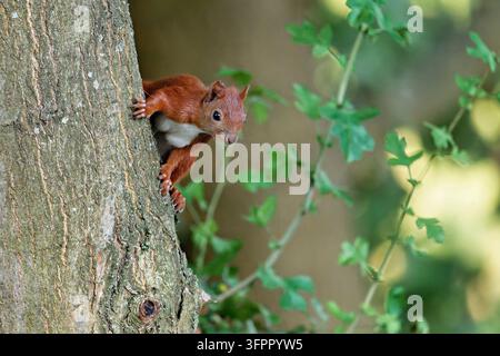 Eurasian red squirrel (Sciurus vulgaris) sitting on a thick tree branch surrounded by green leaves Stock Photo