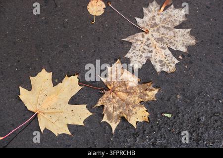 Three fallen maple leaves with unique textures lying on dark wet asphalt pavement Stock Photo