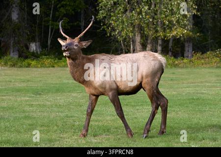 A young bull elk standing in a park lawn bugles out in Packwood, Washington. Stock Photo