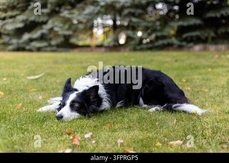 Border collie dog rests peacefully on green grass lawn in backyard garden. Tired purebred pet lies flat on lawn with autumn leaves scattered around. Stock Photo