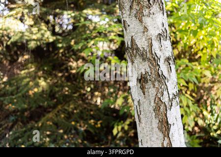 Detailed close up view of the rough, peeling bark on a silver birch tree trunk in a sunny forest with soft blurred background foliage. Stock Photo