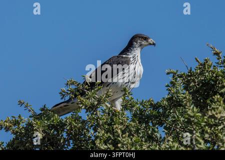 African hawk-eagle (Aquila spilogaster), Mashatu, Botswana, Stock Photo