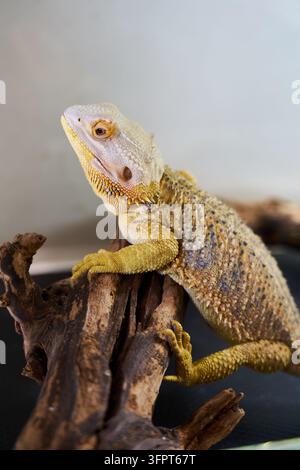 Bearded dragon perched on rustic wood branch, closeup portrait showing textured yellow and orange scales, curious eye, and reptile head profile for Stock Photo