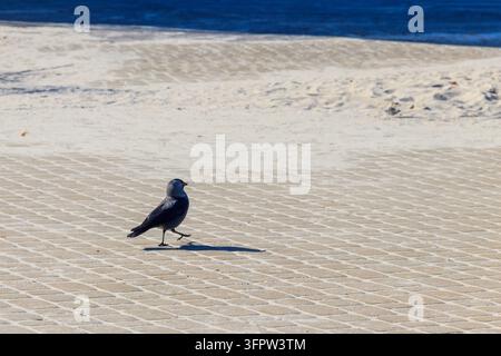 Western jackdaw (Coloeus monedula) walking on a pavement near a sandy beach Stock Photo