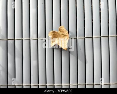 Single dried leaf lying on vertical bamboo mat with soft daylight, gentle shadow, and neutral rustic tonesger, showing detailed veins. Stock Photo