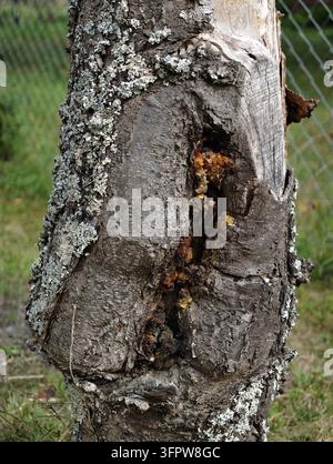 Weathered tree trunk with peeling bark, lichen growth, and deep hollow cavity, set against blurred fence and grass. Close view shows rough texture Stock Photo