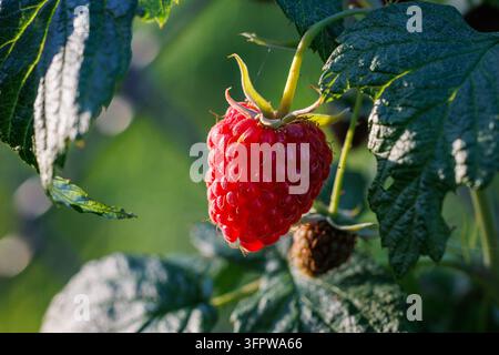Ripe raspberry fruit growing on a plant in a Polish garden Stock Photo