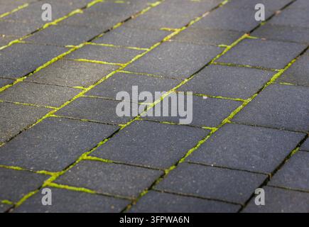 Moss growing between paving stones in Poland Stock Photo