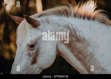 Close up profile of a speckled white horse Stock Photo