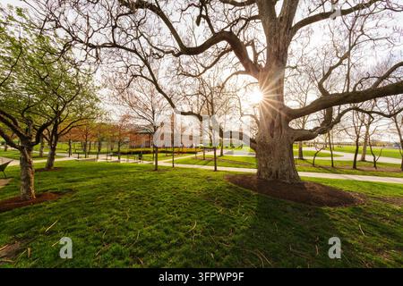 Sunlight shines through the branches of a large tree. Stock Photo