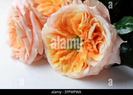 Soft coral roses with green centers A bouquet of peonystyle ro Stock Photo