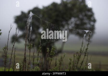 Spiderweb covered in morning dew on a foggy day Stock Photo