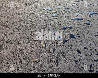 Fresh asphalt road surface covered in numerous water droplets and small puddles reflecting light, highlighting the rough texture of the newly paved ma Stock Photo