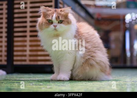 A cat portrait with round golden eye, white chest, and striped fur ...