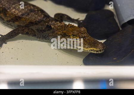 A small crocodilian rests in shallow water inside an enclosure, with its head beside dark rocks. The close-up reveals a golden eye with a vertical pup Stock Photo