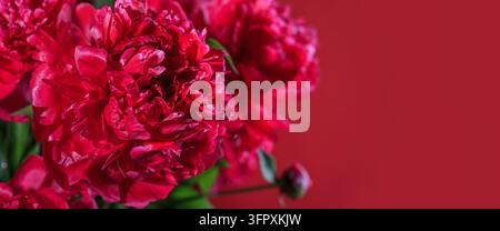Аbstract romance background with delicate red peonies flowers, selective focus, close-up. Romantic banner with copy space for text Stock Photo
