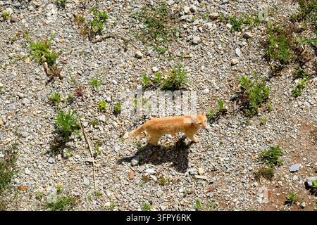 Cute ginger cat walking on a gravel and pebble path in natural sunlight Stock Photo