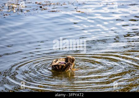 A female mallard duck preens its brown feathers in the center of concentric ripples on a calm lake during bright outdoor daylight. The sunlit water su Stock Photo
