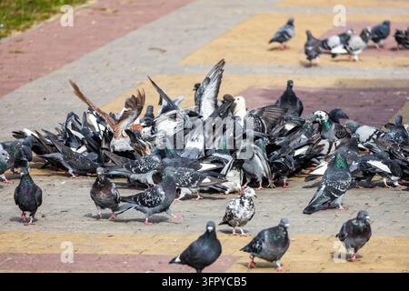 A large flock of rock pigeons gathers to feed on patterned stone paving tiles in a sunny urban public plaza during bright daylight hours outdoors. Sev Stock Photo