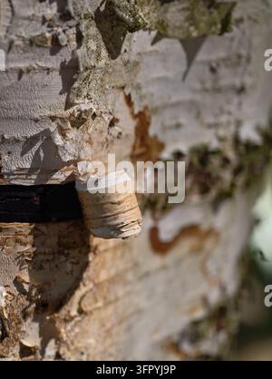 A detailed close-up shot of the textured bark of a birch tree, showing layers of peeling white and brown bark with patches of green moss. The natural Stock Photo