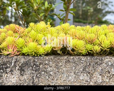 yellow angelina sedum growing on concrete planter, vibrant green and pink succulent leaves in close-up view with copy space, outdoor landscaping Stock Photo
