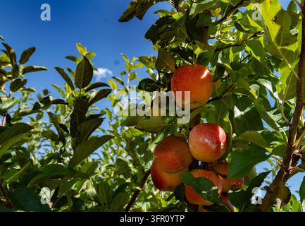 Apples on the vine in an orchard in Maryland. Stock Photo