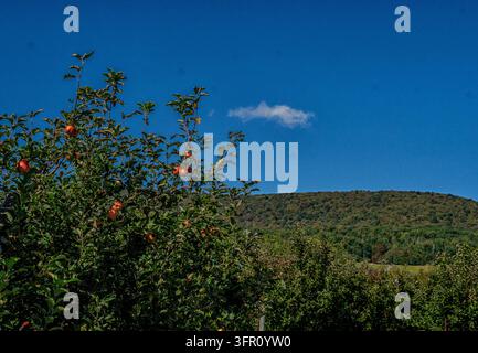 An apple orchard with ripe red apples hanging on green trees against a bright blue sky and rolling autumn hills. Stock Photo