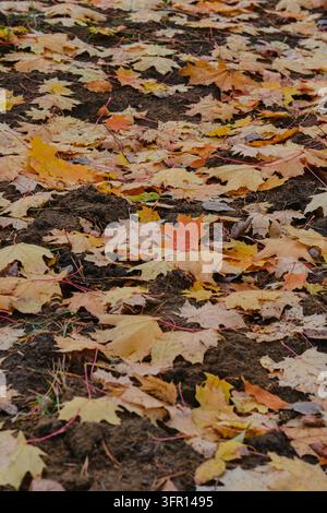 Fallen yellow and orange maple leaves scattered on dark autumn soil in forest Stock Photo