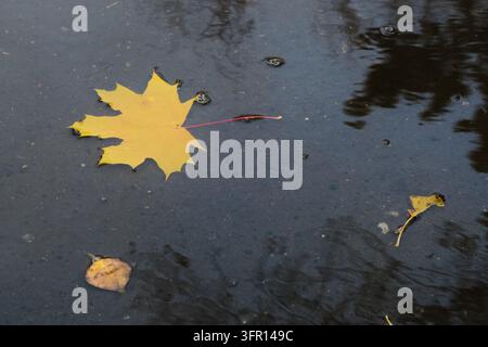 Single bright yellow maple leaf floating in dark puddle with ripples and tree reflections Stock Photo