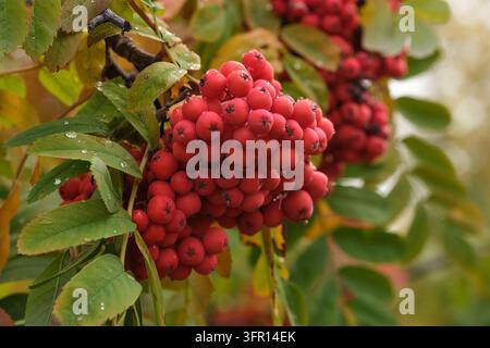 Vibrant cluster ripe red rowan berries with dew drops on green and yellow leaves Stock Photo